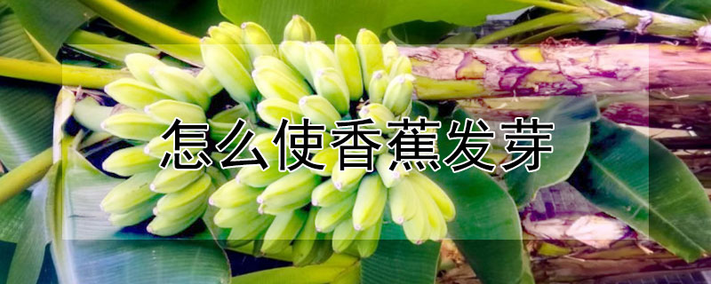 怎么使香蕉发芽