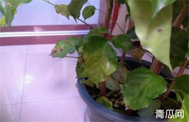 幸福树掉叶子是怎么回事