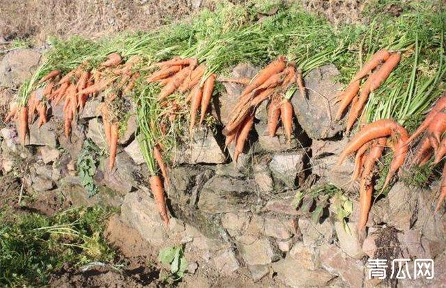 冬季胡萝卜的储存方法