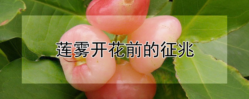 莲雾开花前的征兆