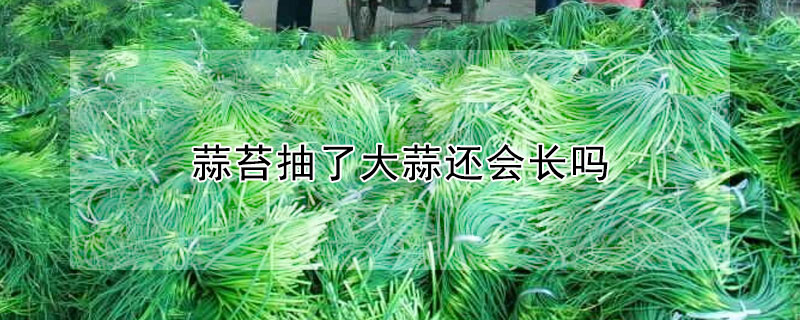 蒜苔抽了大蒜还会长吗