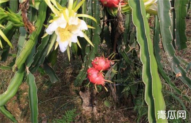 火龙果花期管理要点