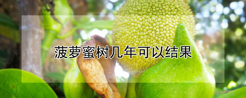 菠萝蜜树几年可以结果