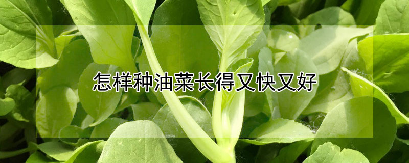 怎样种油菜长得又快又好