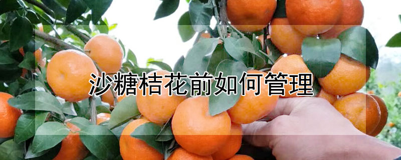 沙糖桔花前如何管理