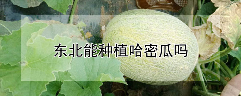 东北能种植哈密瓜吗