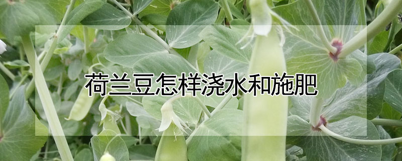 荷兰豆怎样浇水和施肥