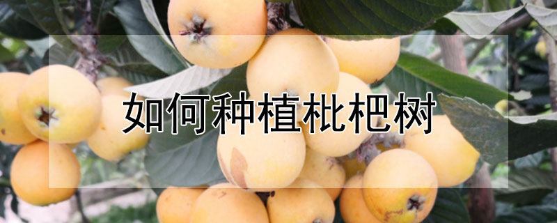 如何种植枇杷树