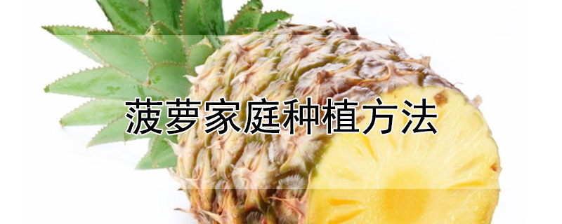 菠萝家庭种植方法