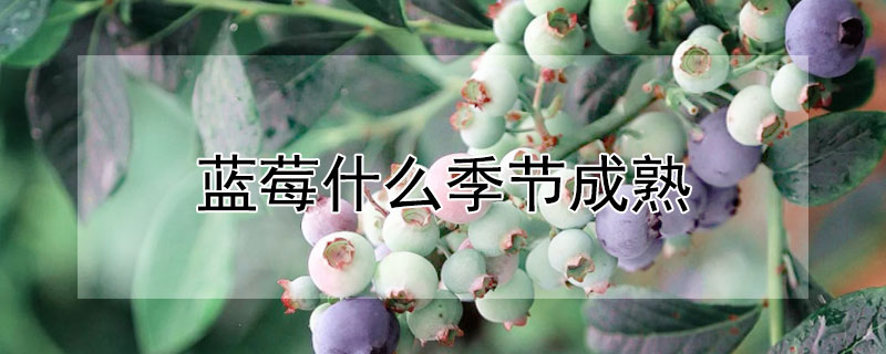 蓝莓什么季节成熟