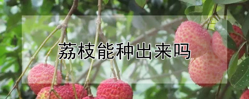 荔枝能种出来吗