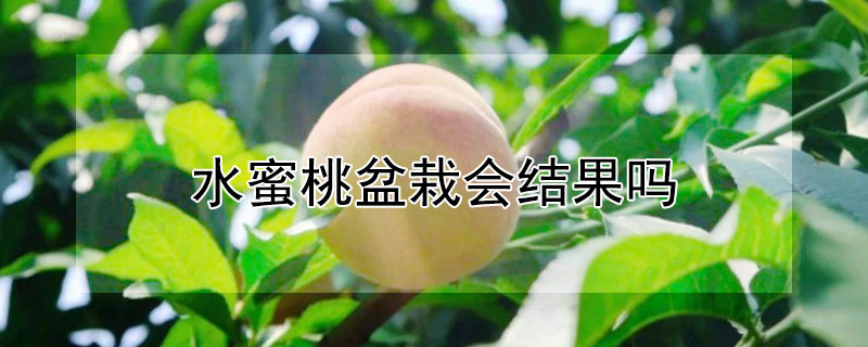 水蜜桃盆栽会结果吗