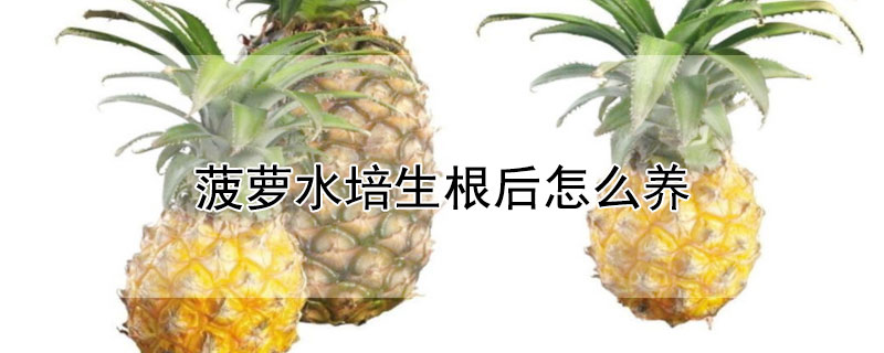 菠萝水培生根后怎么养