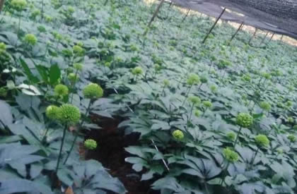 三七种植条件及技术要点