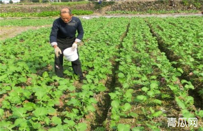 油菜冬季该怎么施肥