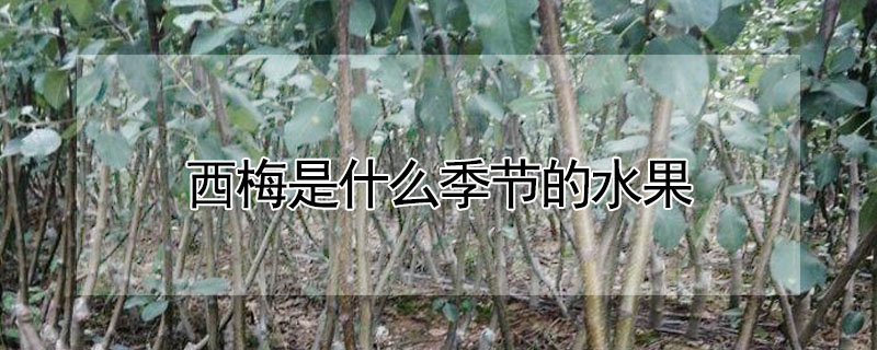 西梅是什么季节的水果