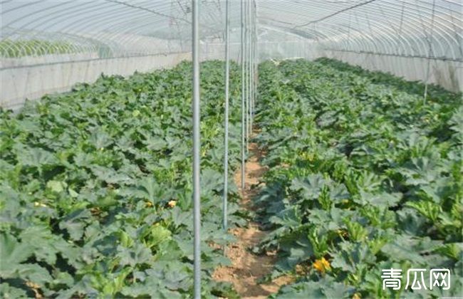 早春大棚西葫芦种植注意事项