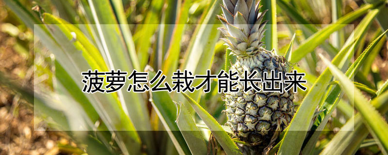 菠萝怎么栽才能长出来