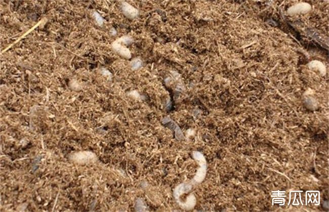 蓝莓蛴螬的防治方法