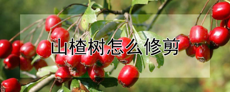 山楂树怎么修剪