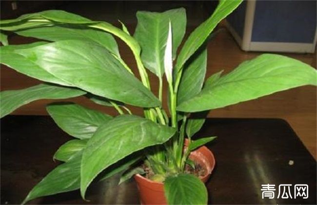 白鹤芋叶片下垂原因及解决方法