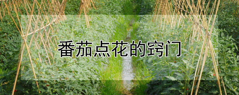 番茄点花的窍门