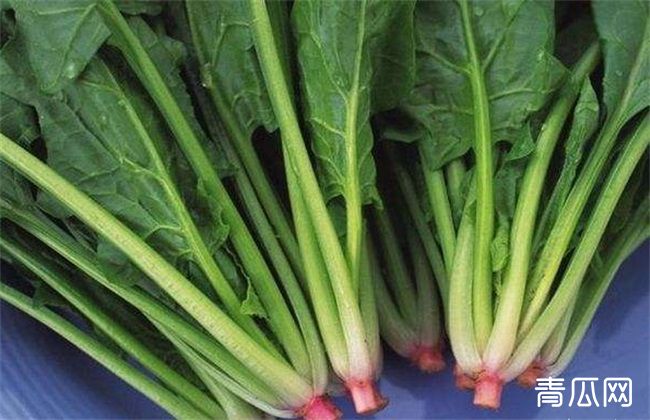 冬天菠菜如何长期保存