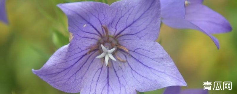 桔梗什么时候开花