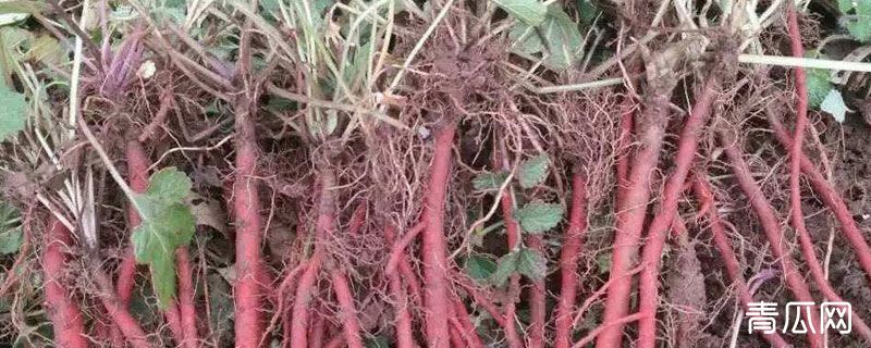 丹参冬天会冻死吗