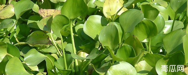 水葫芦浮萍狗尾草哪个不属于水生植物