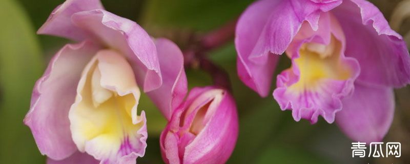 石斛兰叶子发黄是什么原因