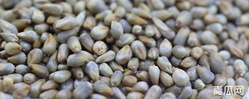 狼尾草种子秋天什么时候修好