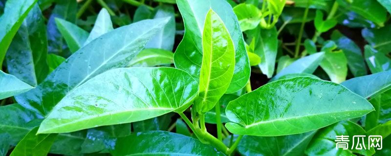 空心菜播种方法