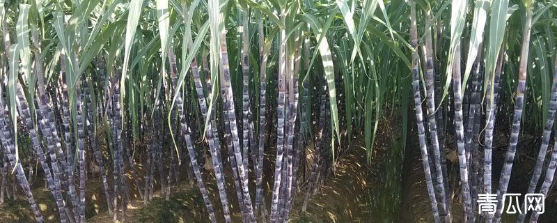甘蔗几月种植