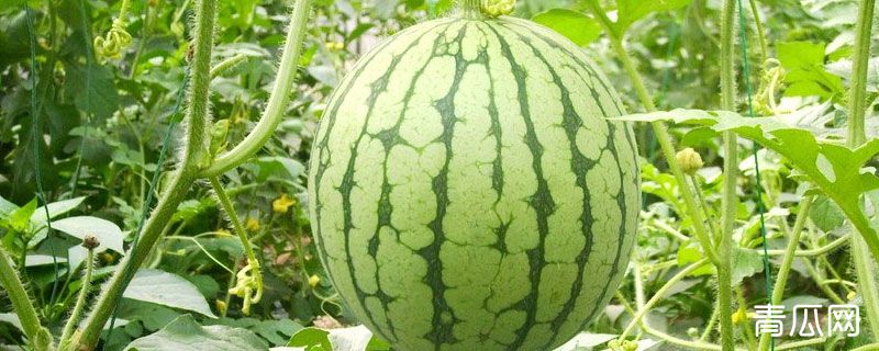 膨大剂对人体有害吗