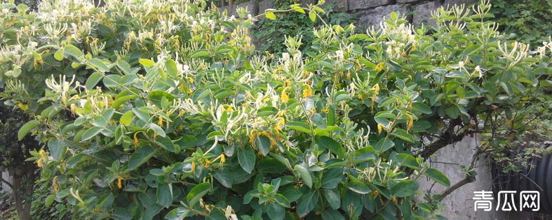 金银花在北方可以种植吗