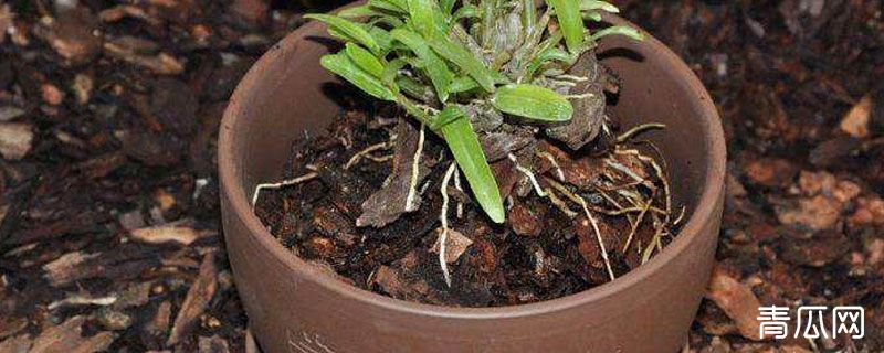 石斛裸根好成活吗