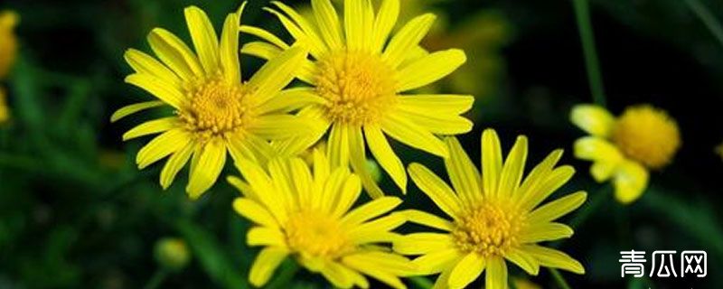 茼蒿菊什么时候开花