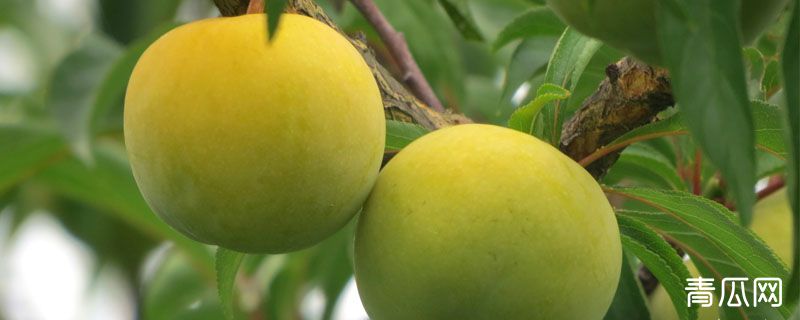 蜂糖李适合种植地区