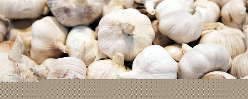 大蒜的种植方法