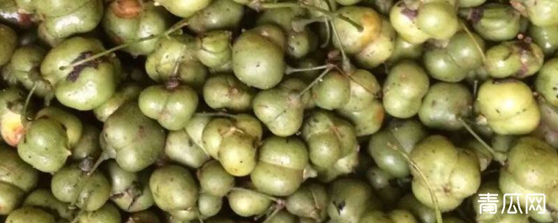 黄精播种前种子怎样处理