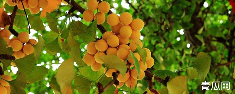 银杏树分公母吗