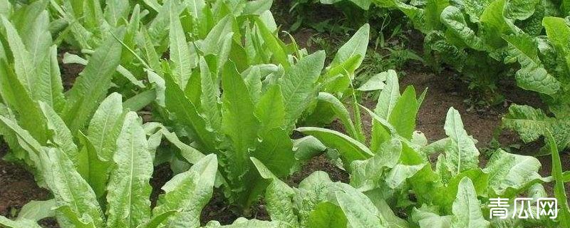 油麦菜打什么药