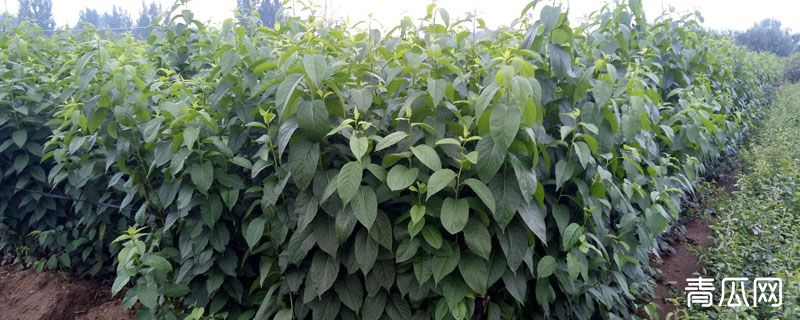 杜仲雌雄树的区别