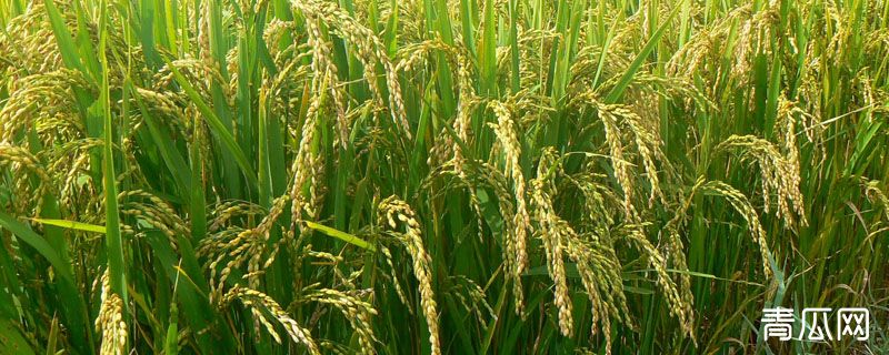 在现代农业生产中为什么大力提倡进行生物防治