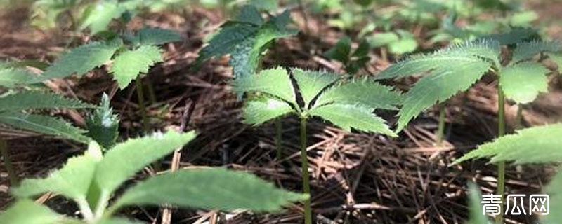 三七苗是什么样子