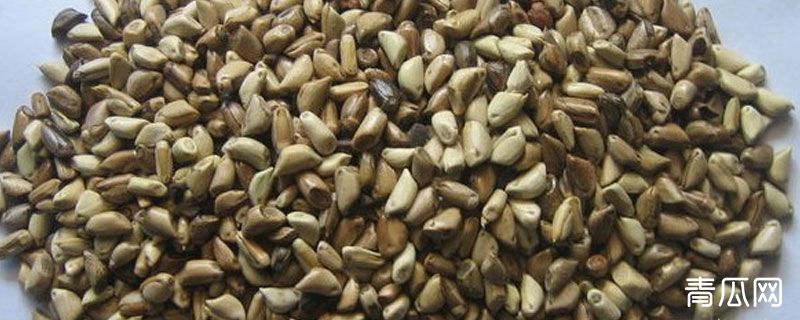 牧草玉米种子在哪买