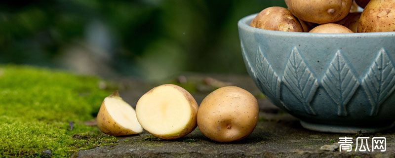 马铃薯为什么发黑