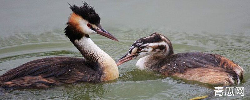 水葫芦鸟是保护动物吗
