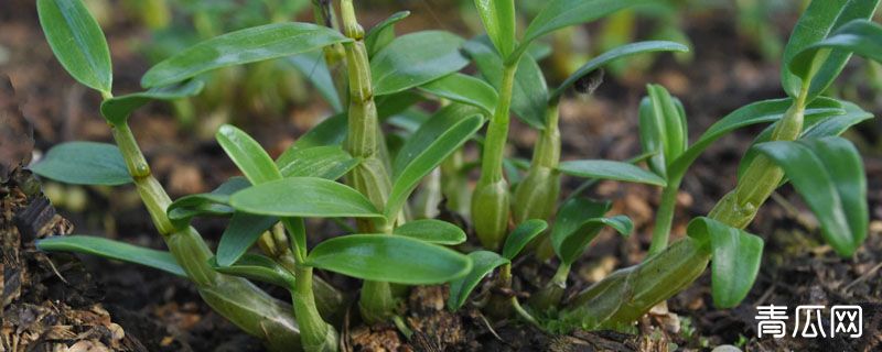 石斛需要什么肥料